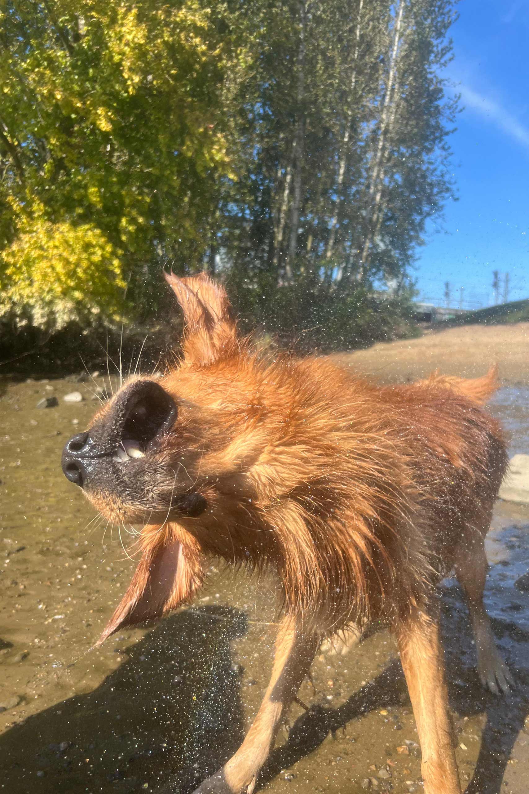 Gonzo_am Strand_bearbeitet